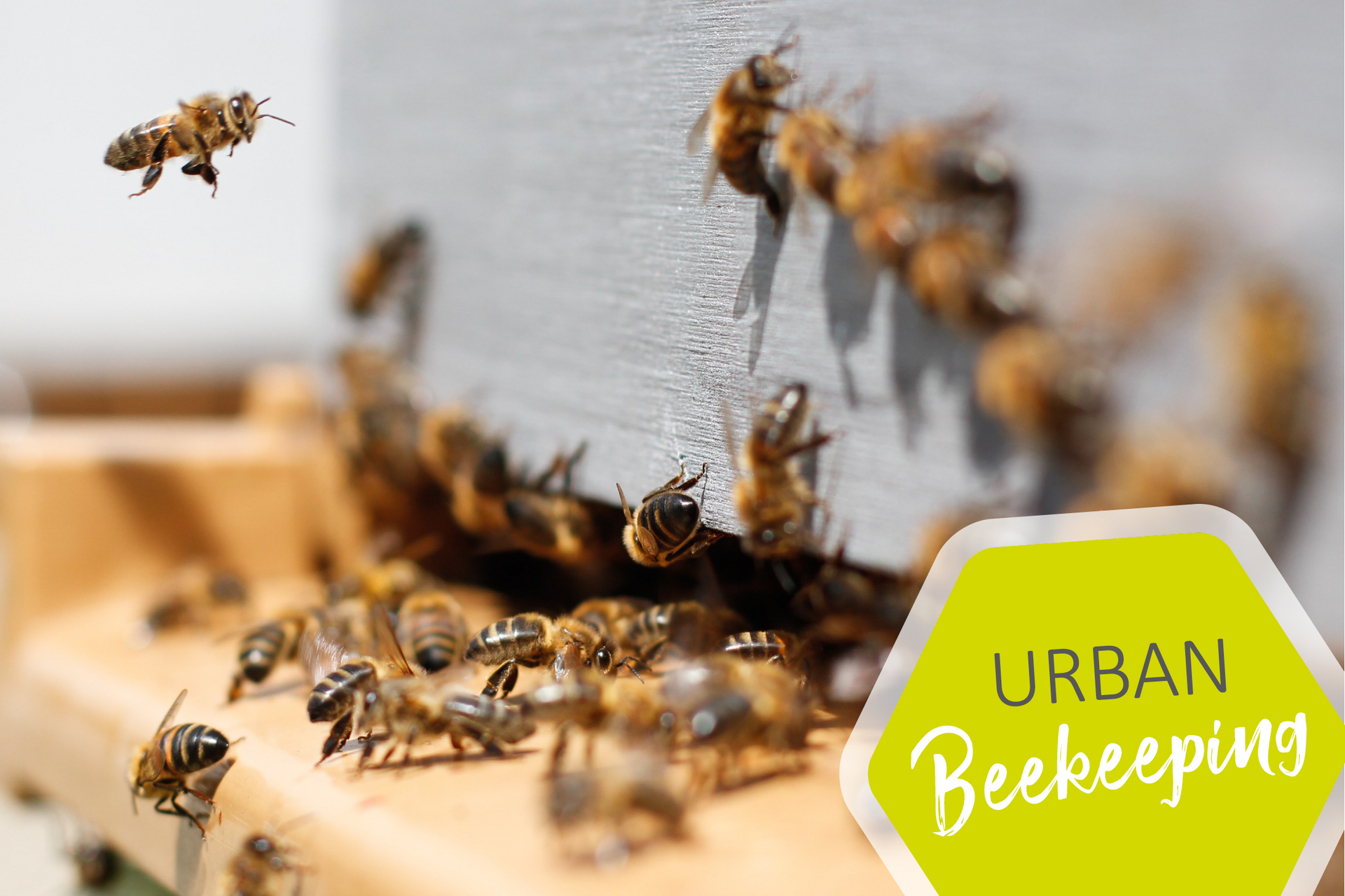 Urban Beekeeping im Urban In Ingolstadt Urban Beekeeping im Urban In Ingolstadt